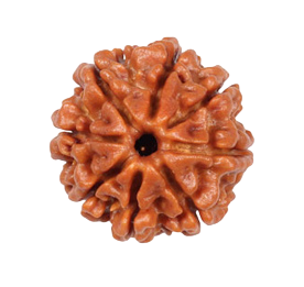 8 Mukhi Rudraksha